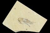 Cretaceous Fossil Shrimp - Lebanon #107443-1